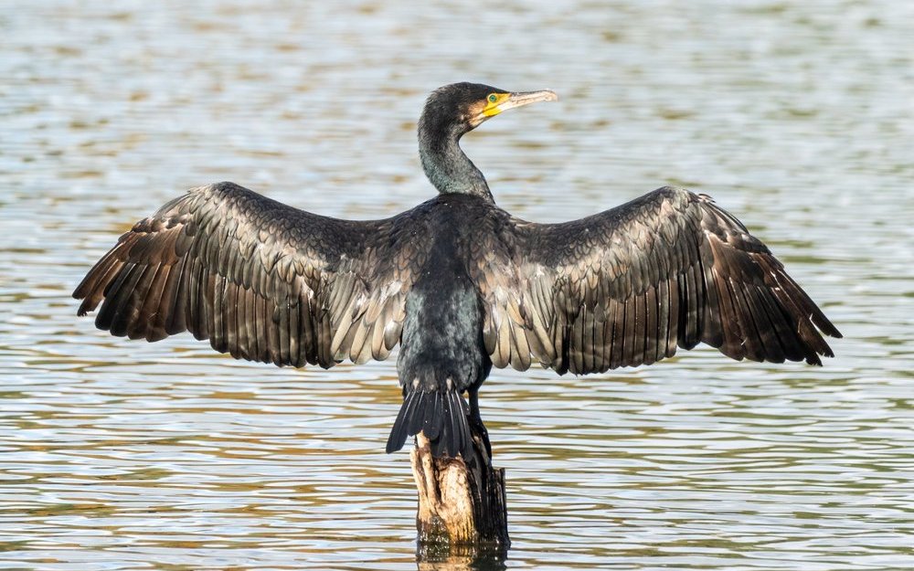 Der Kormoran trocknet auf dem Pfosten im See seine Flügel. 