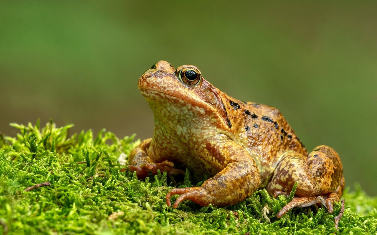 Ein weiterer Bewohner des Rottals: Der Grasfrosch. 