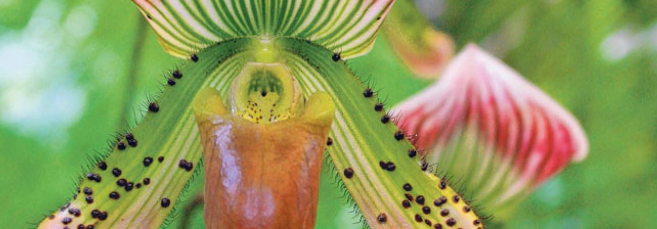 Frauenschuh-Orchideen besitzen farbenprächtige Blüten.
