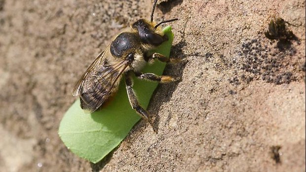 Blattschneiderbiene mit Blatt