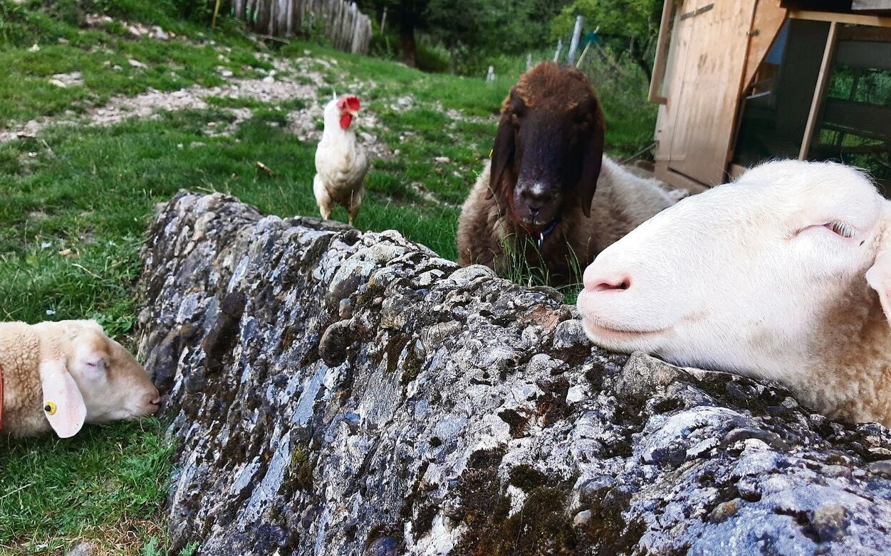 In der Tierschutzstelle im Felsentor leben Tiere mit teils leidvoller Vergangenheit. 