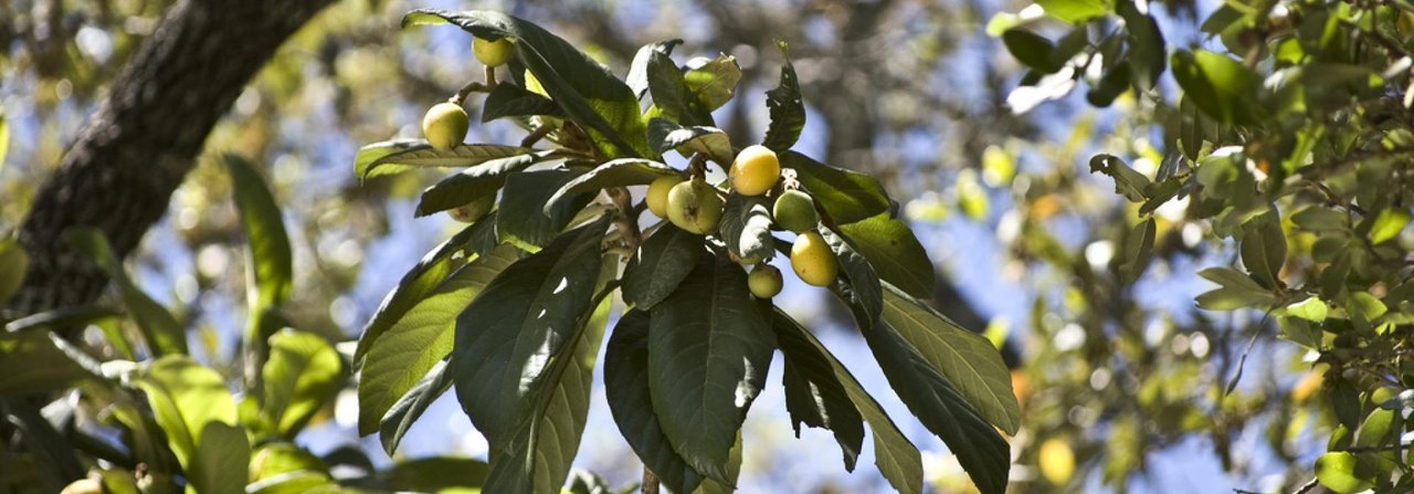 Viele exotische Pflanzen – wie diese Kumquats – dürfen nicht in die Schweiz importiert werden.