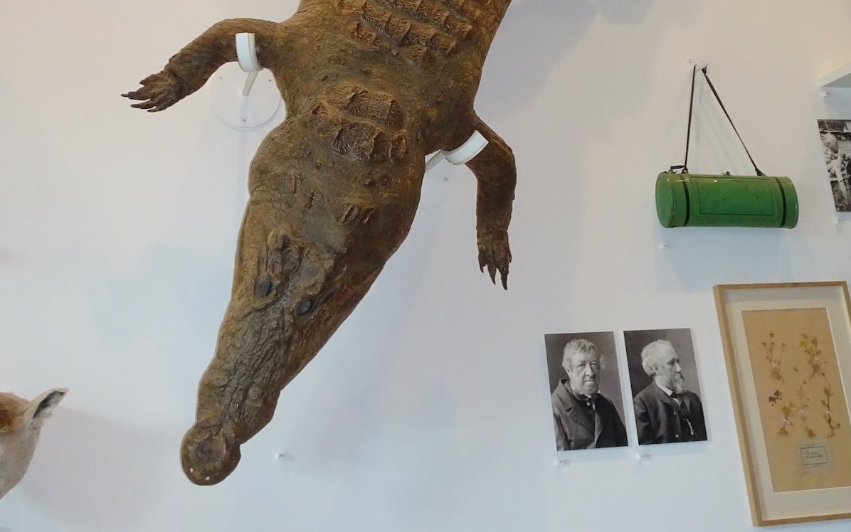 Das St. Galler Krokodil feiert Jubiläum. Das Präparat befindet sich seit 400 Jahren in der Ostschweizer Stadt. 