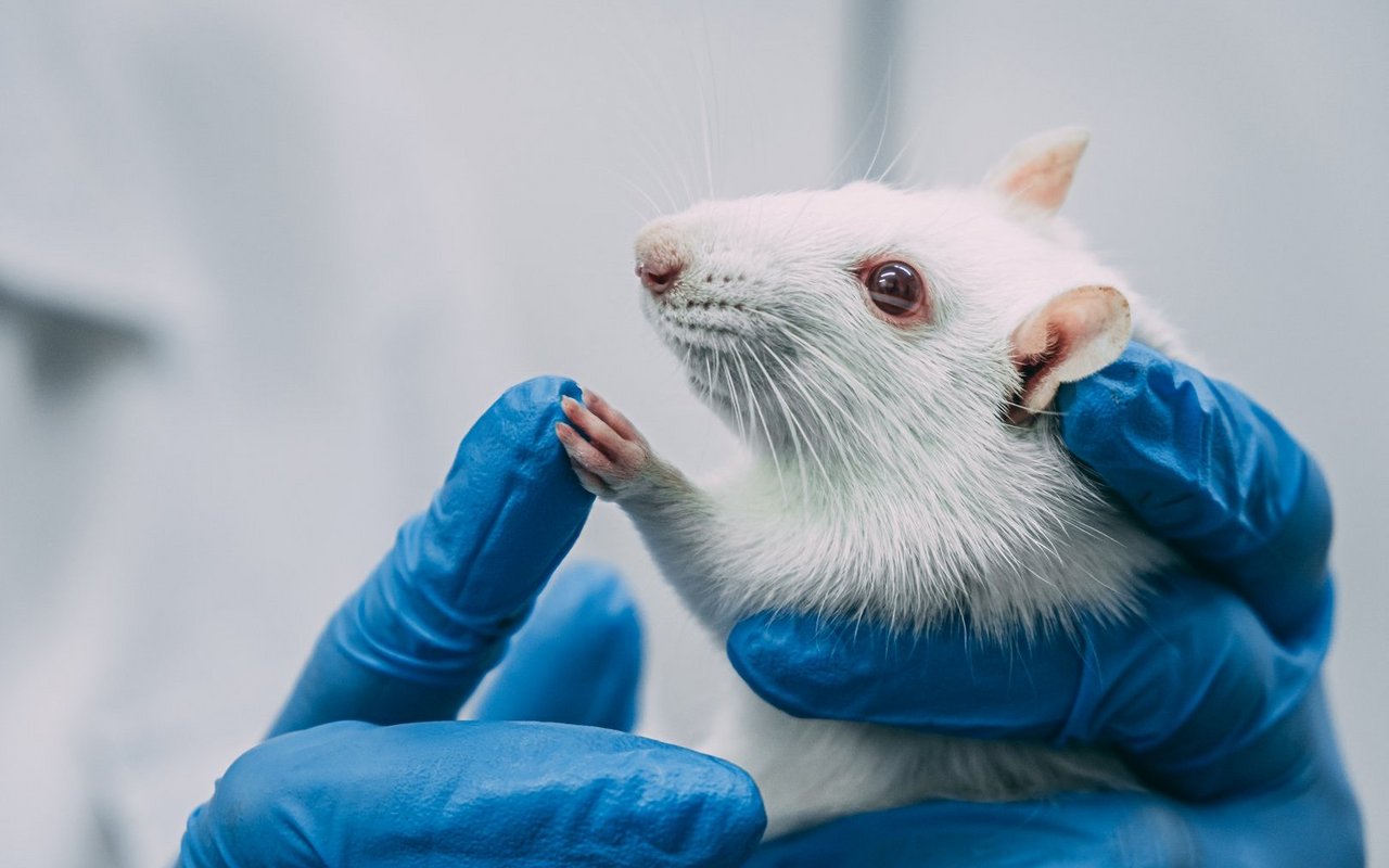Digitale Simulationen haben das Potenzial, die Anzahl von Tierversuchen zu verringern. 