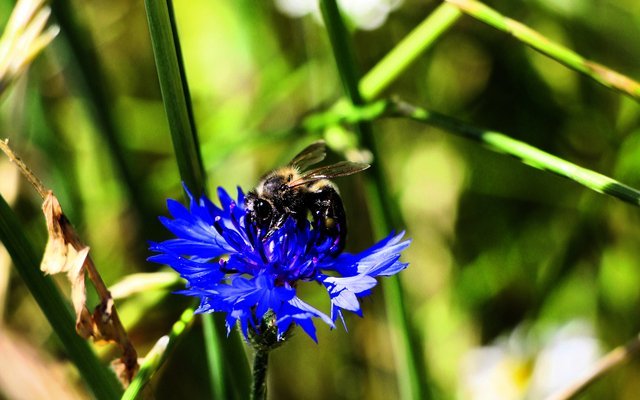Kornblumen gehörten einst zu jedem Getreidefeld, heute sind sie selten geworden. 