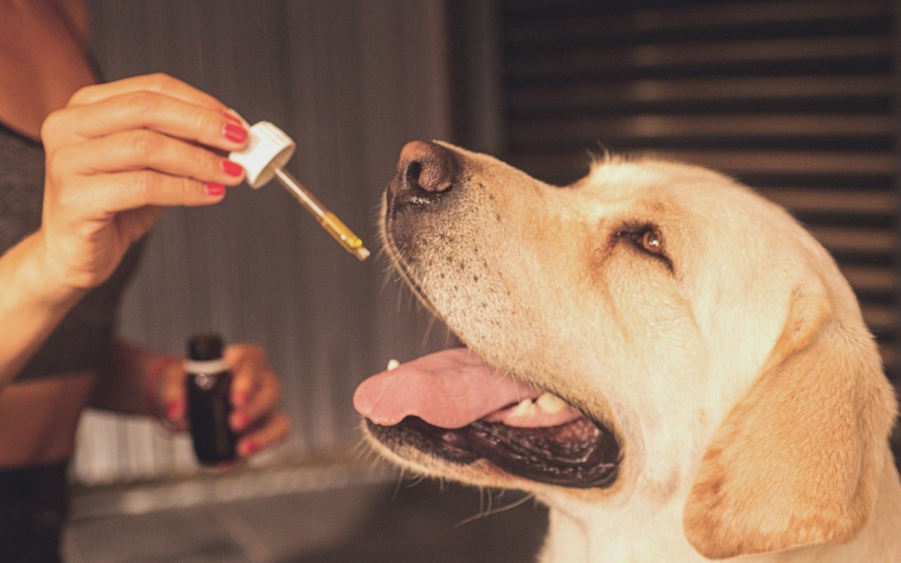 CBD kann auf Tiere entzündungshemmend schmerz- und stresslindernd wirken. Die Dosierung sollte mit Fachpersonen, wie Tierärzten, abgesprochen werden.