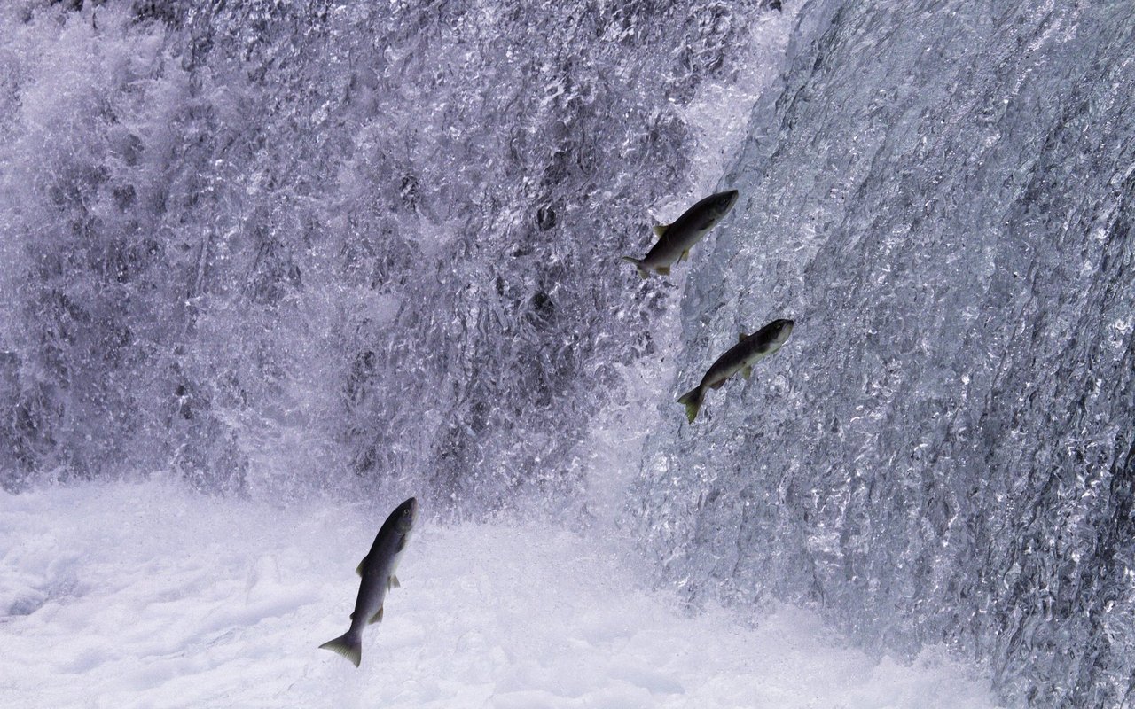 Bei ihrer Wanderung vom Meer zurück in die Laichgewässer müssen Lachse viele Hindernisse überwinden.