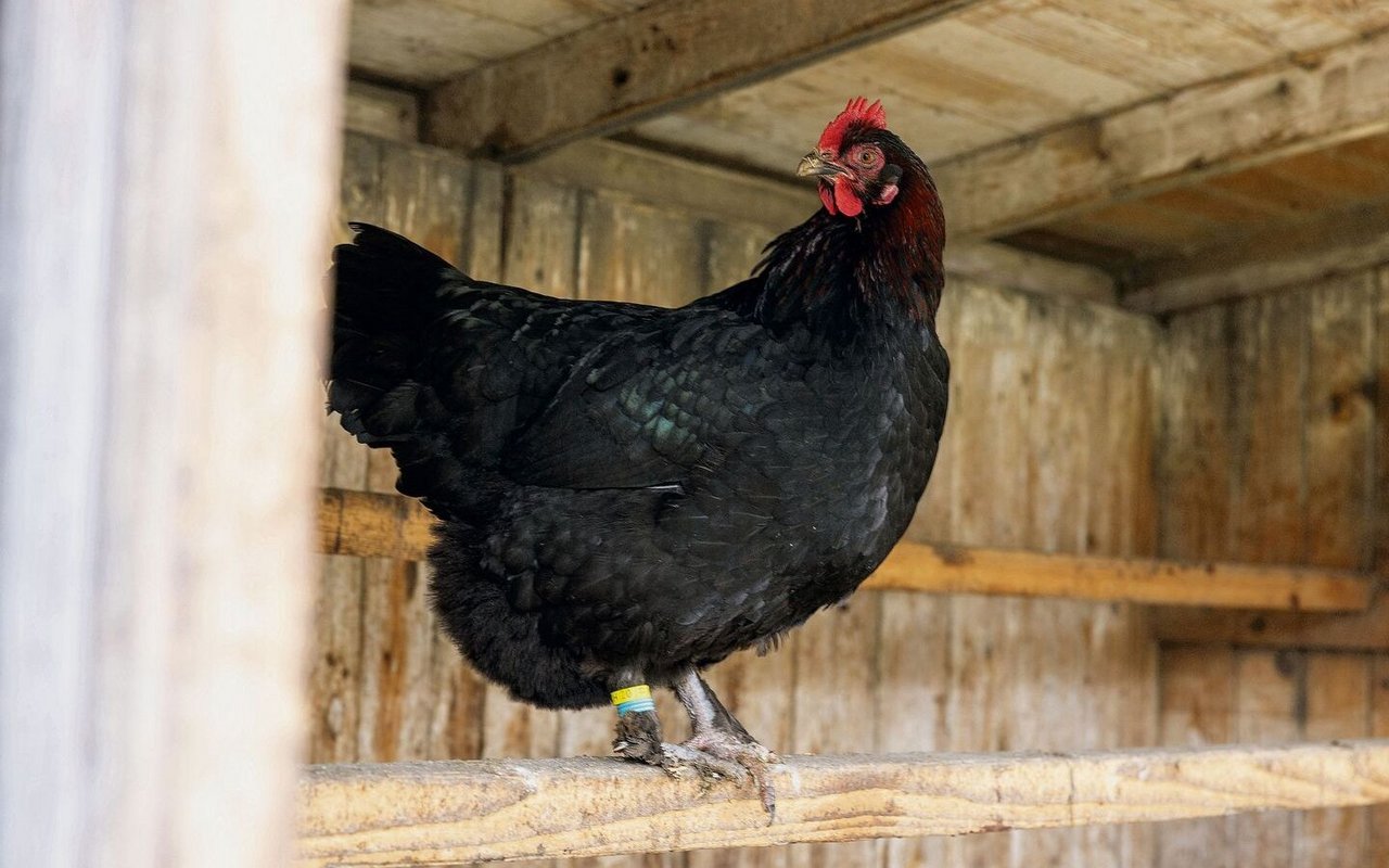 Bei Marans handelt es sich um eine kräftige, französische Rasse, die schokobraune Eier legt.