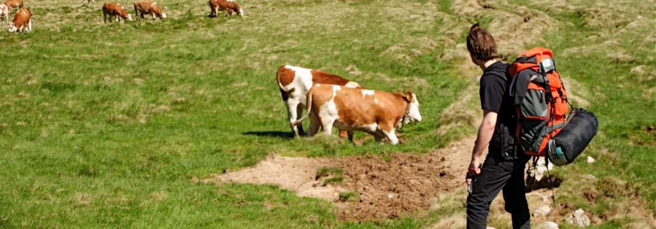 Manche Wanderwege führen direkt durch eine Rinderherde.