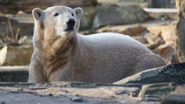 Eisbär Knut
