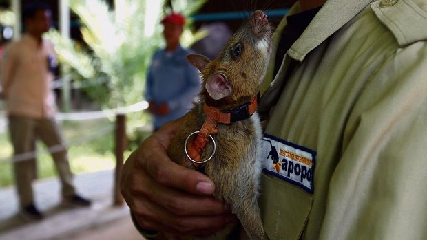 Eine Hero-Rat auf den Armen ihres Betreuers in Kambodscha. Sie erschnüffelt Landminen, bevor sie unter dem Fuss eines Menschen detonieren können.