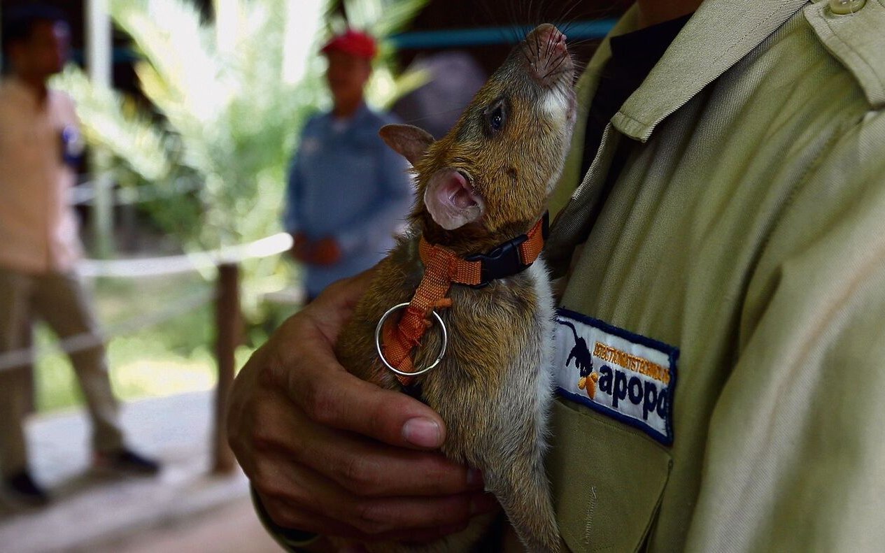 Eine Hero-Rat auf den Armen ihres Betreuers in Kambodscha. Sie erschnüffelt Landminen, bevor sie unter dem Fuss eines Menschen detonieren können.