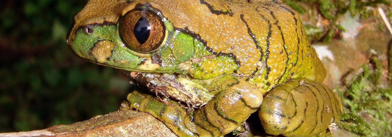 Der Juwelenlaubfrosch (Leptopelis vermiculatus) stammt aus den Regenwäldern Ostafrikas und hat es auch im Terrarium gerne feucht.