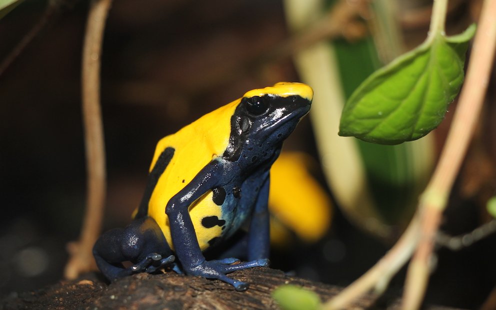 Der Pfeilgiftfrosch Dendrobates tinctorius ist durch das internationale Handelübereinkommen CITES geschützt. Das hat Konsequenzen für Halterinnen und Halter. 