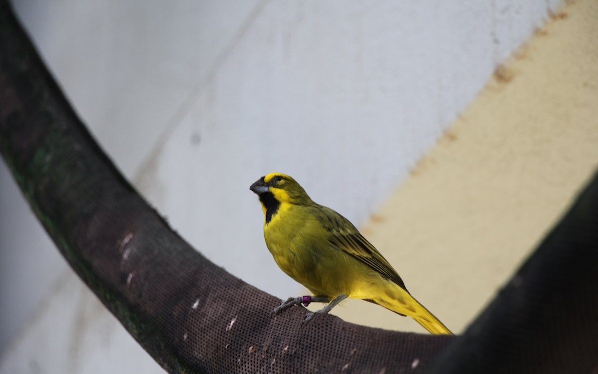 Grüner Kardinal im Vogelhaus des Zoo Basel. 