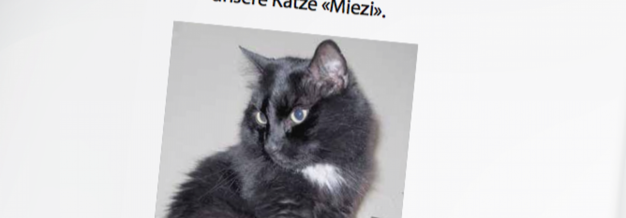 Plakate aufhängen – eines der Mittel, um eine vermisste Katze zu finden.