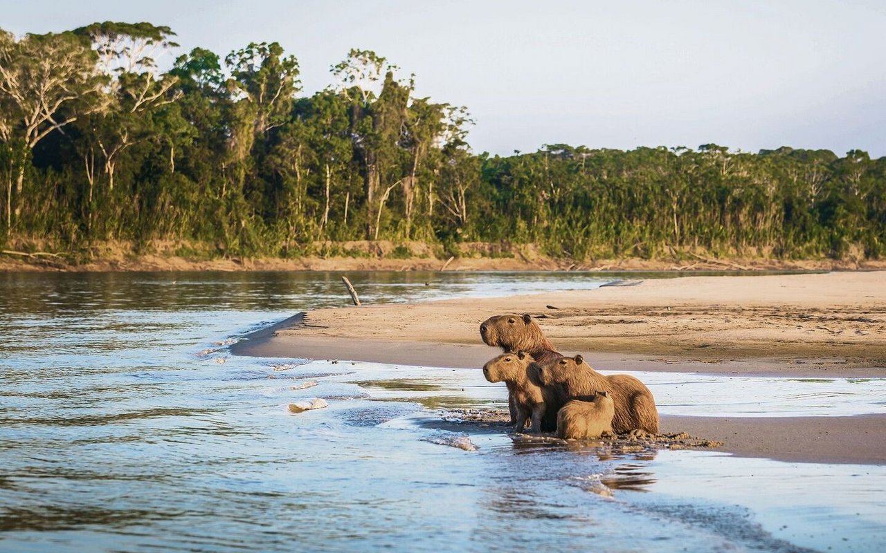 Capybaras in der Morgensonne am Flussufer blicken auf den Galeriewald.