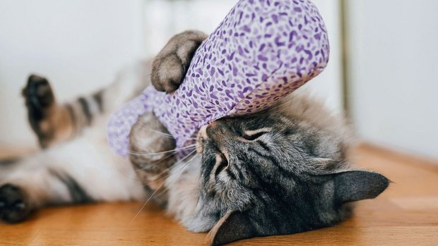 Katze-auf-Droge