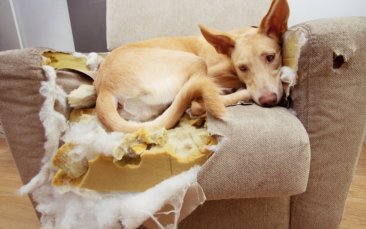 Vor der Anschaffung eines Hundes sollte der Sachkundenachweis für Neuhundehalter absolviert werden.