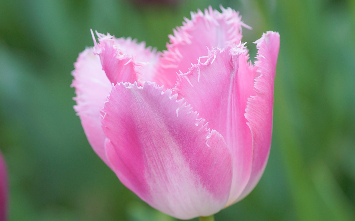 Es gibt zahlreiche Zuchtformen von Tulpen. 