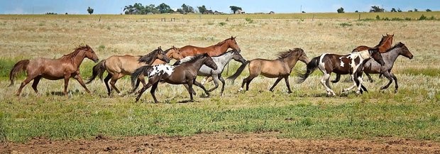 Appaloosa-Pferde galoppieren