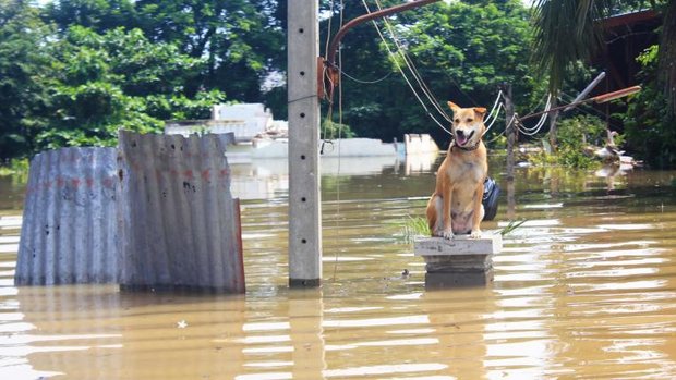 Hochwasser Hund wartet auf Rettung