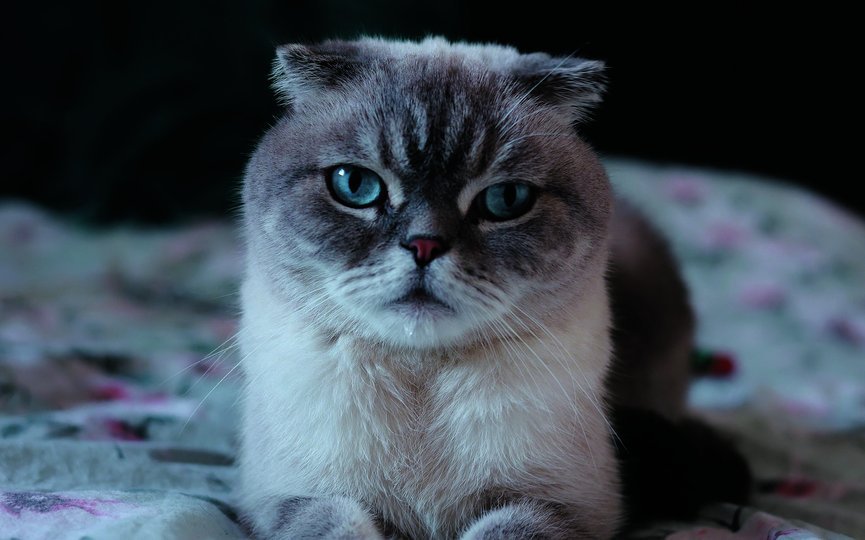 Die Schottische Faltohrkatze wurde durch Stars wie Taylor Swift populär.