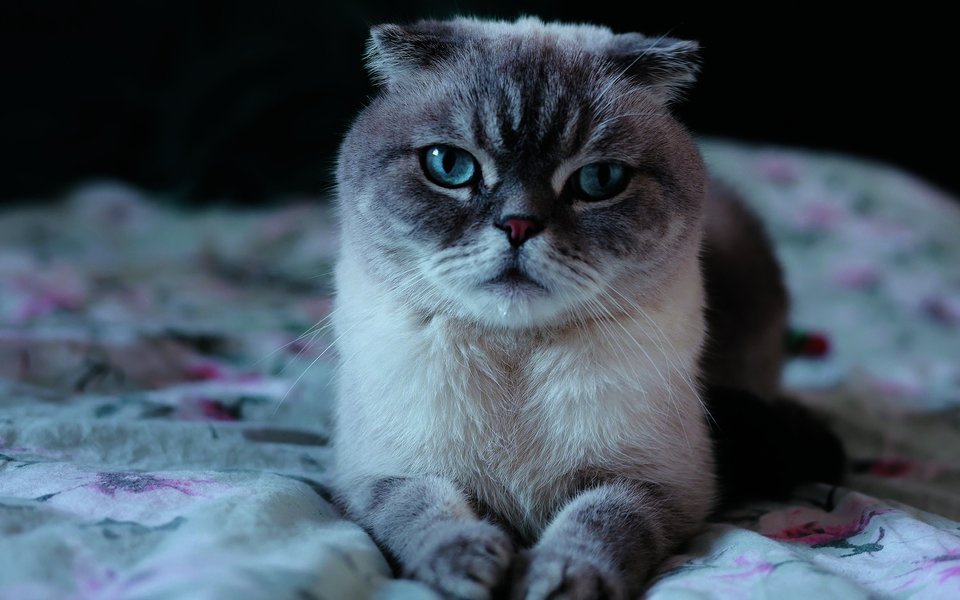 Die Schottische Faltohrkatze wurde durch Stars wie Taylor Swift populär.