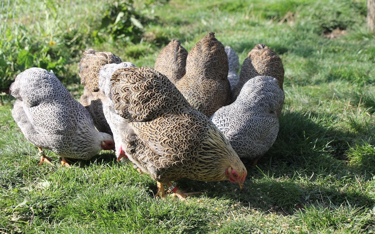 Hühner im Garten sind schön, wie diese Wyandotten, aber mit Milben im Hühnerhaus muss gerechnet werden. 