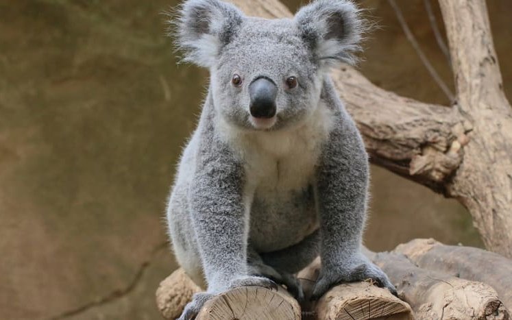 Tarni kommt im Rahmen des Europäischen Erhaltungszuchtprogramms EEP in den Zoo Zürich.