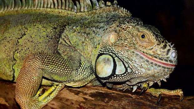 Die Haltung des Grünen Leguans ist nur mit kantonaler Bewilligung und Sachkunde möglich. 