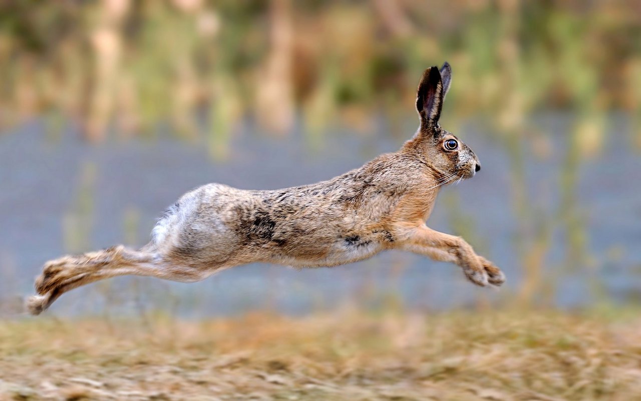 Feldhasen sind im Sprint sehr schnell unterwegs. 