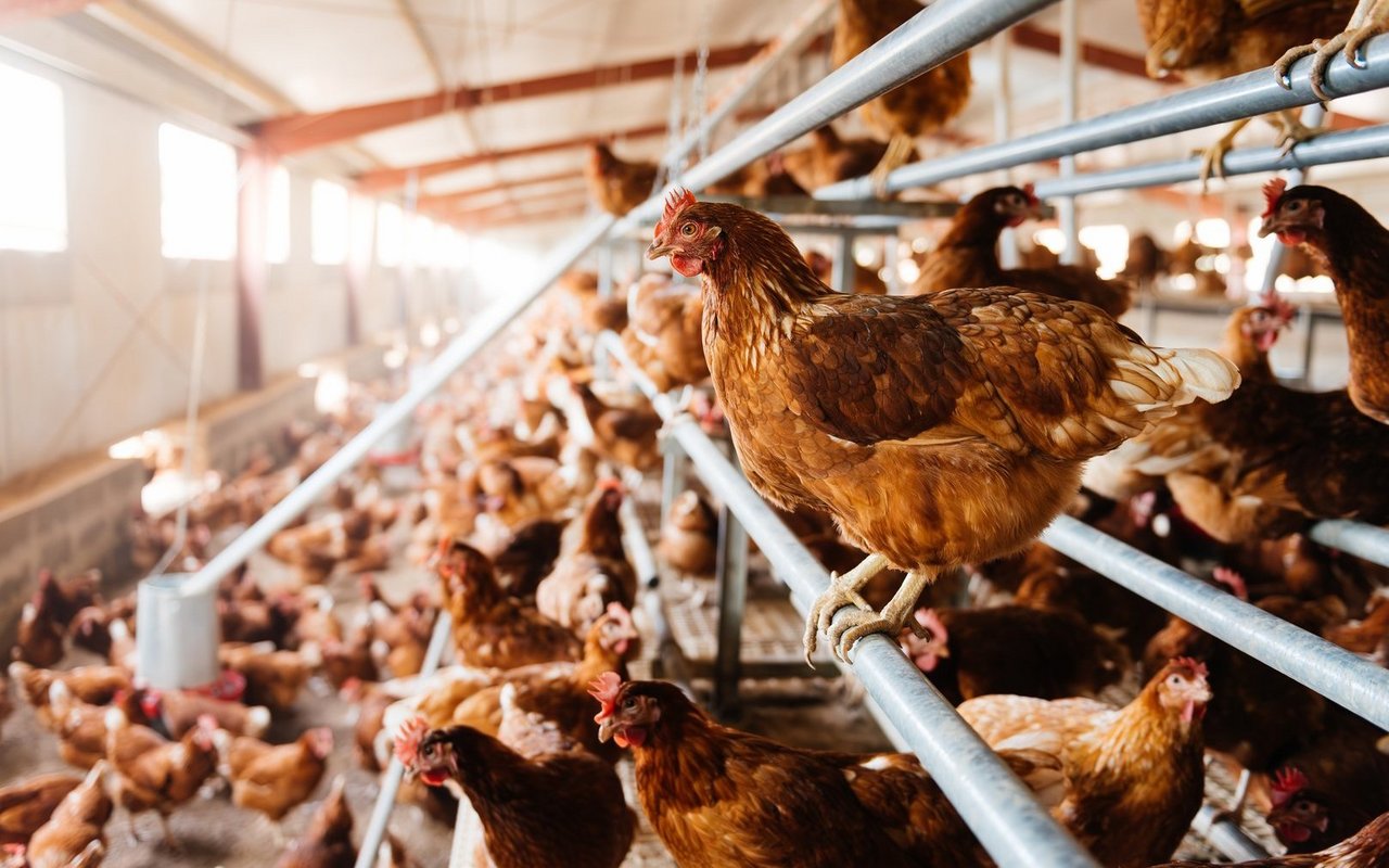 Die Auslauf-Initiative wurde von verschiedenen Tierschutzverbänden lanciert.