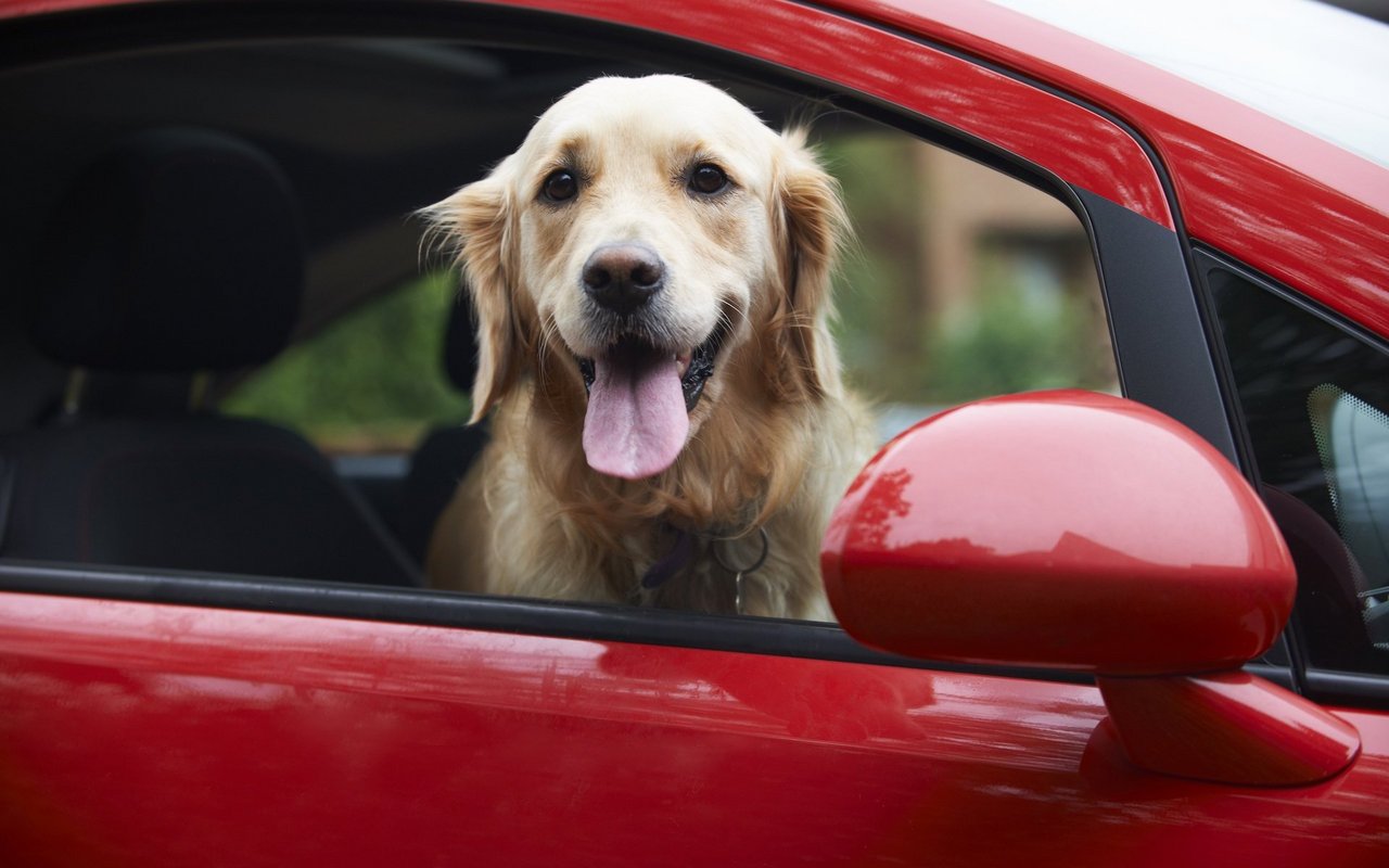 Ein schlechtes Beispiel: Während der Fahrt sollte der Hund den Kopf nicht aus dem Fenster strecken.