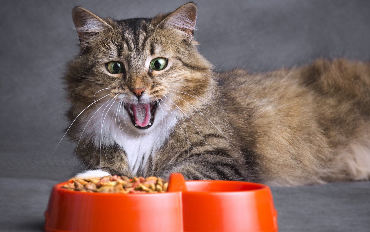 Besonders im Katzenfutter ist der Einwegzucker gang und gäbe.