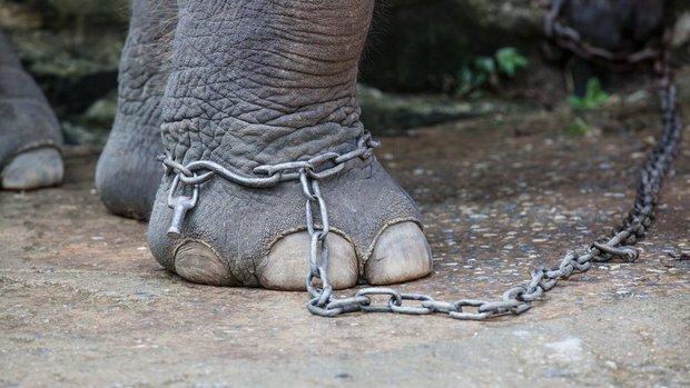 Angeketteter Elefant