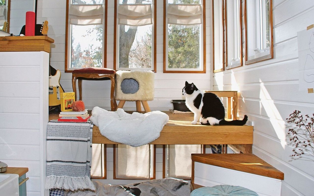 Im lichtdurchfluteten Tiny House von Marina Niedermann fühlen sich auch Katzen pudelwohl.