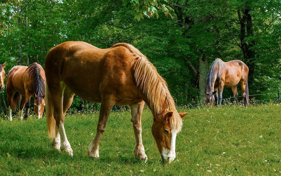 Die Stiftung für das Pferd bietet alten Tieren ein schönes Zuhause.