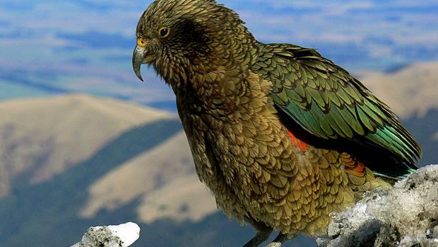 Kea in Neuseeland