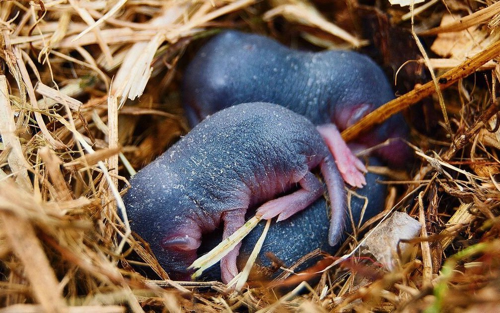 Spitzmäuse können in einer Saison bis zu fünf Mal Junge werfen.