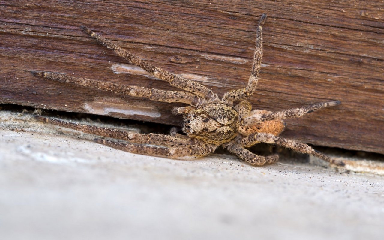 Die Nosferatu-Spinne jagt nur in der Nacht. Am Tag versteckt sie sich unter Baumrinden oder Ästen. Auch im Haus sucht sie dunkle Ecken zum Beispiel unter Schränken oder Sofas.