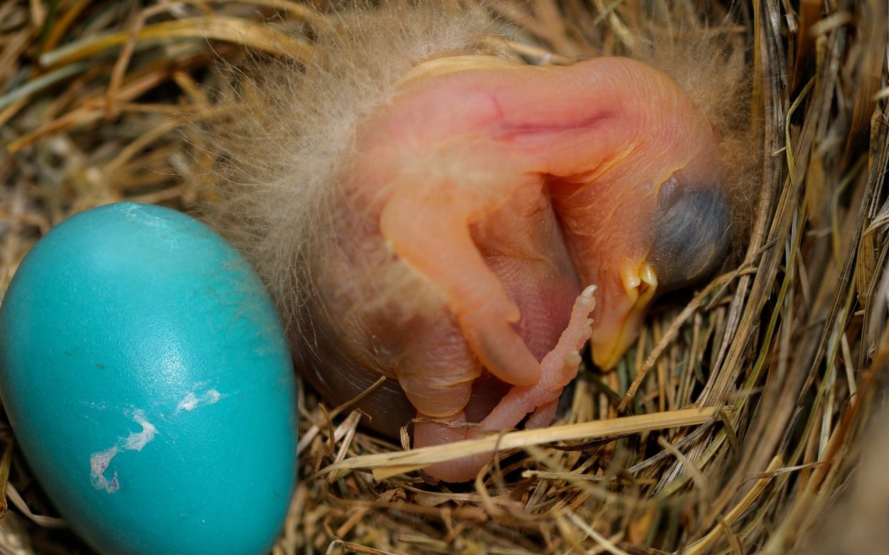 Von Natur aus blau gefärbt: Das Wanderdrossel-Ei.
