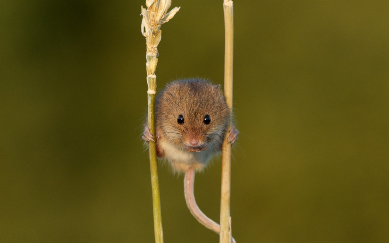 Zwergmäuse ernähren sich hauptsächlich von Samen und Insekten.