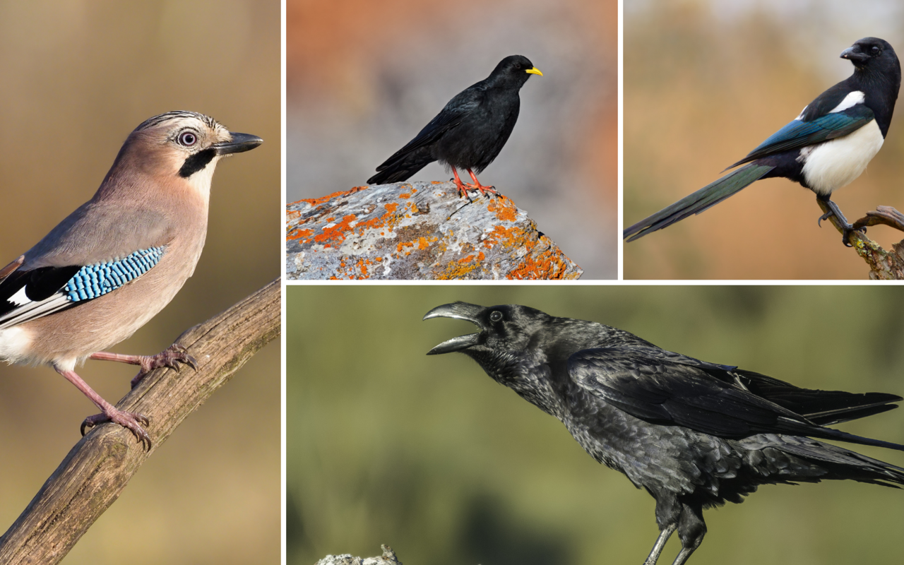 Verschiedene Rabenvogelarten leben in der Schweiz. 