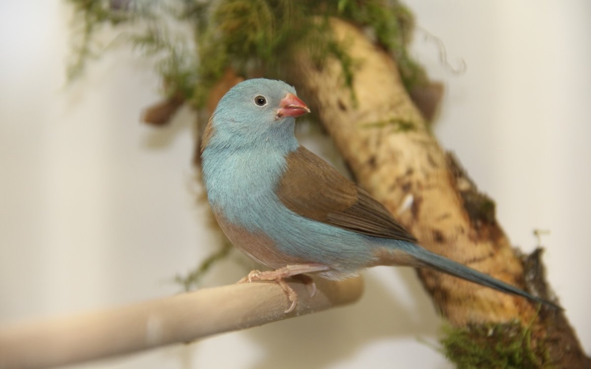 Blaukopf-Schmetterlingsfinken hüpfen in ihrem Verbreitungsgebiet in Kenia und Tansania auch in Hotelgärten und auf Picknickplätzen von Safari-Touristen am Boden herum. 