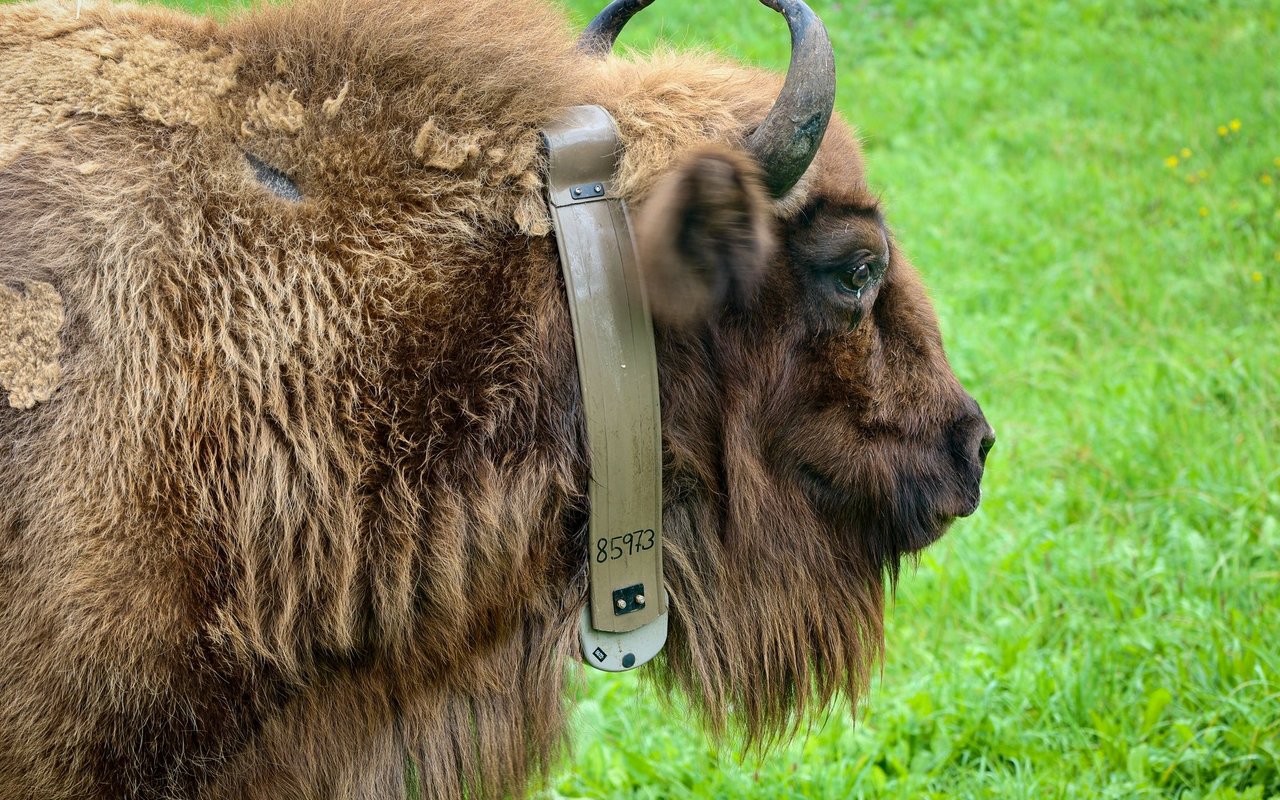 Die Wisente tragen Halsbänder mit GPS-Tracker. 