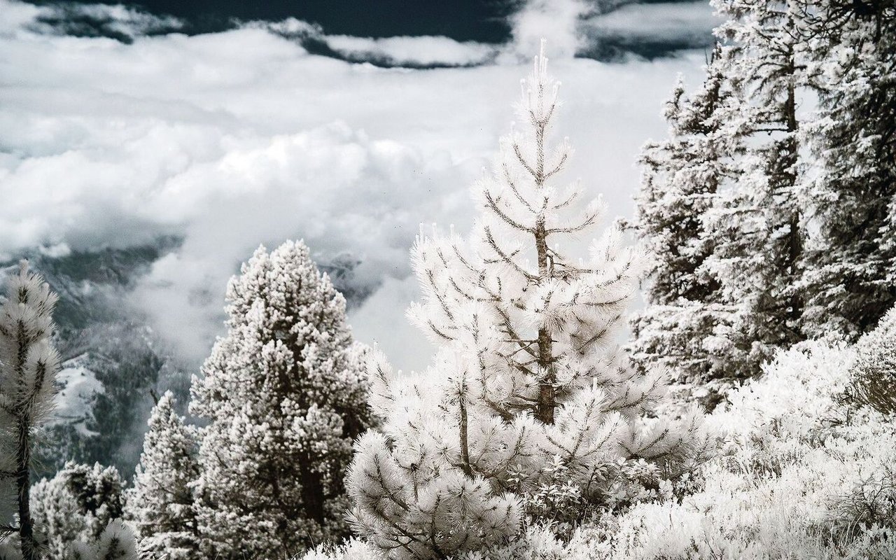 Keine Winterlandschaft: Die Tannen am Niederhorn wirken auf der Infrarotaufnahme wie eingeschneit.