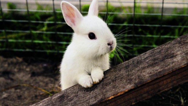 Weisses Kaninchen