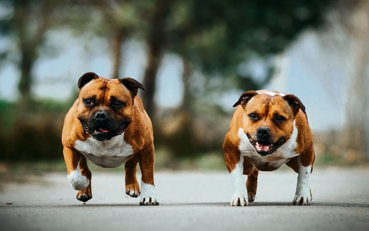 Staffordshire Bull Terriers gelten in der Schweiz als Kampfhunde, in Grossbritannien dagegen als kinderliebe Familienhunde.