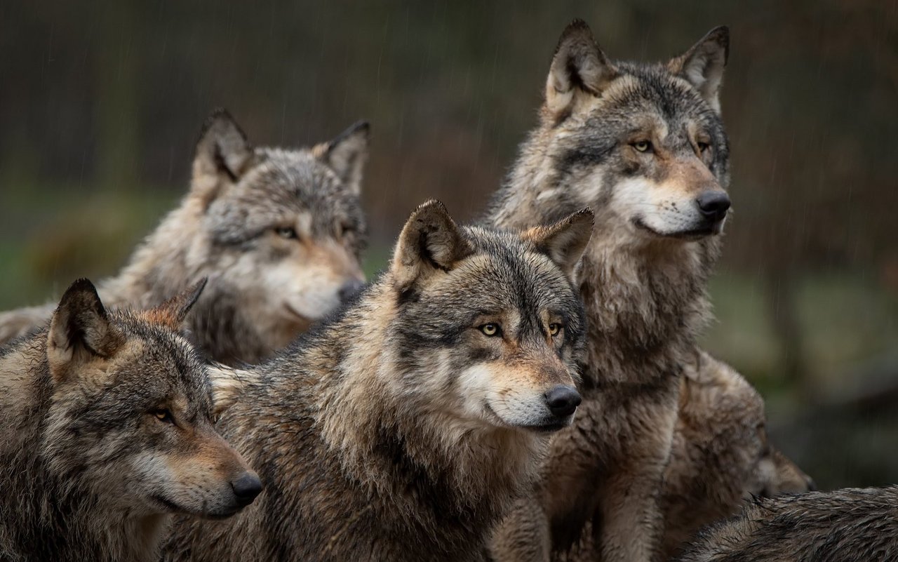 Die ersten Hunde entwickelten sich aus dem grauen Wolf. 